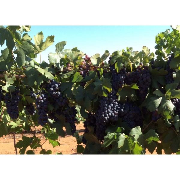 Pinotage 2 Field