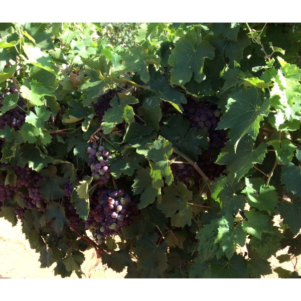 Sciaccarello 1 Field