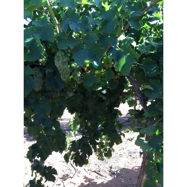 Sauvignon Blanc 1 Field