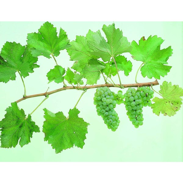 Sauvignon Blanc Studio