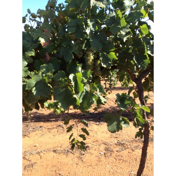 Red Veltliner 1 Field