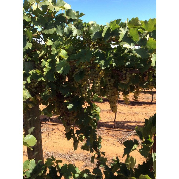 Reichensteiner 1 Field