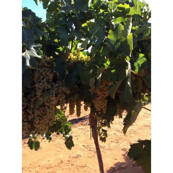 Raffiat de Moncade 1 Field