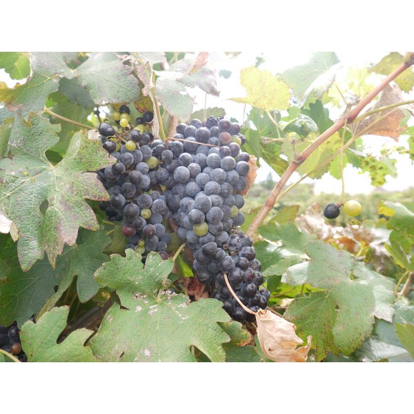 Raboso Piave 1 Field