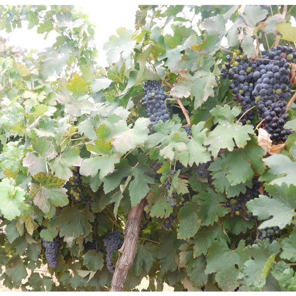 Raboso Piave 2 Field