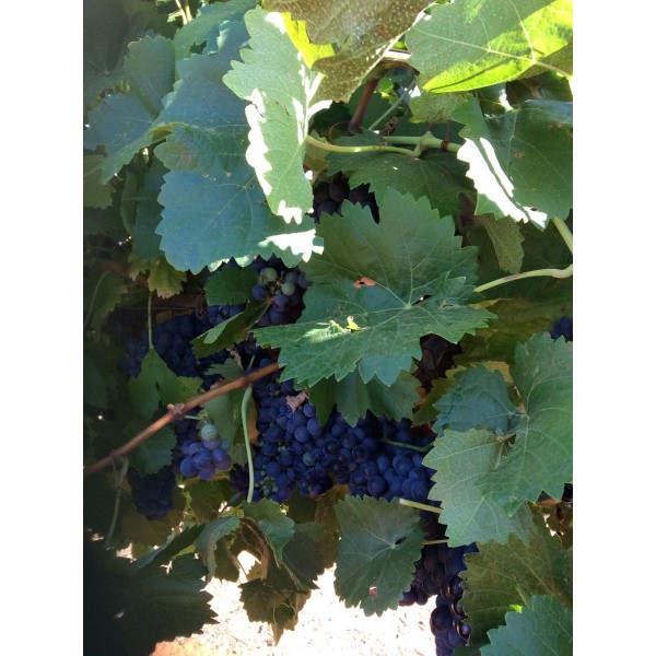 Tinta Amarella 1 Field