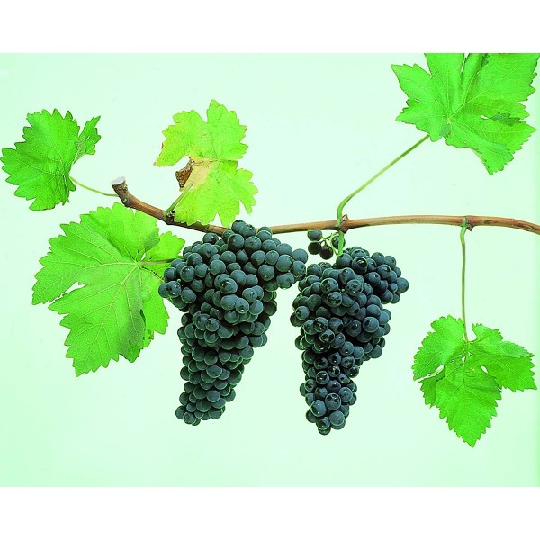 Tinta Amarella Studio