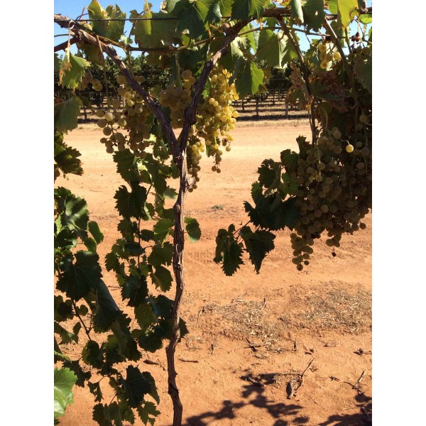 Villard Blanc 1 Field