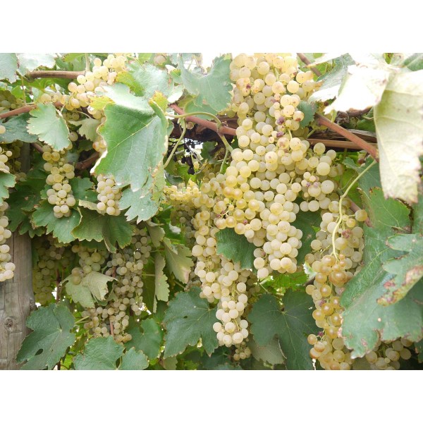 Trebbiano 1 Field