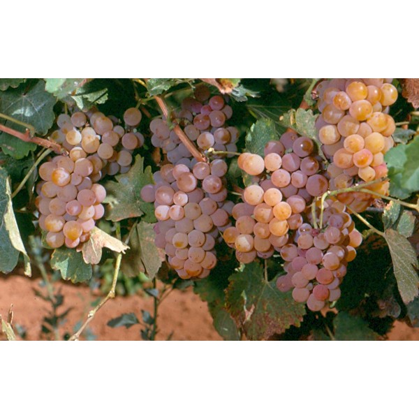 Traminer Studio Field