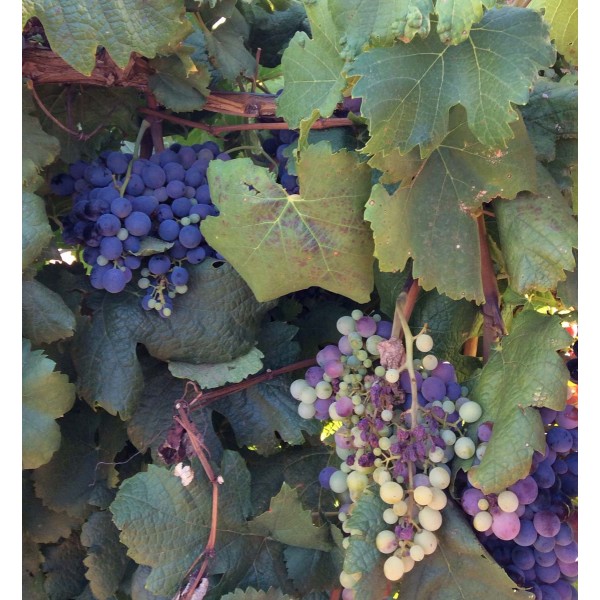 Pescatore 1 Field Veraision