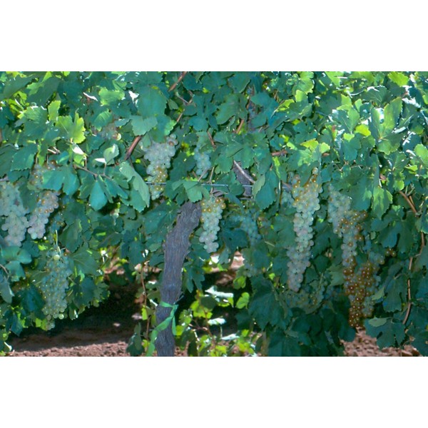 Tulillah Studio Field