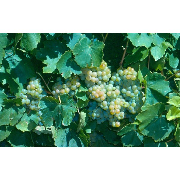 Taminga Studio Field