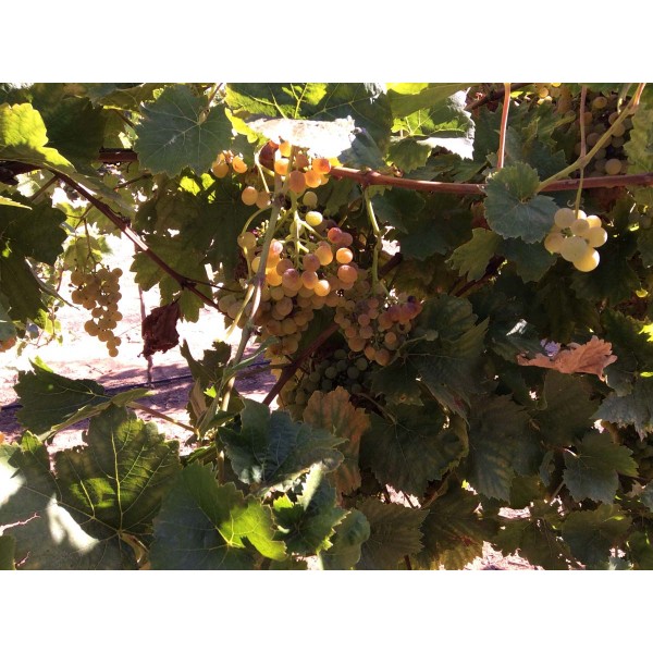 Zala Gyoengye 1 Field