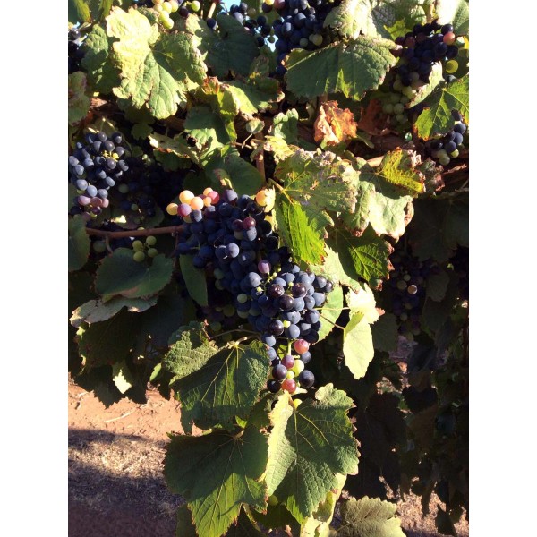 Camaraou Noir 1 Field