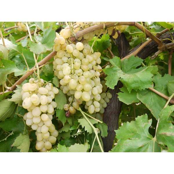 Anab E Shahi 1 Field 