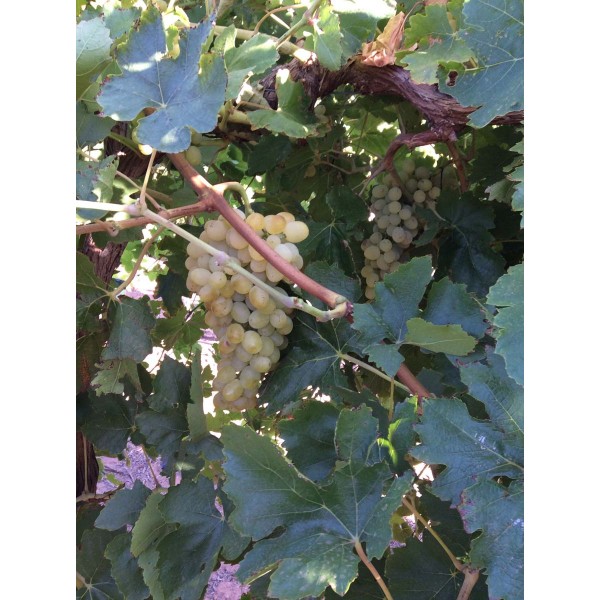 Anab E Shahi 2 Field