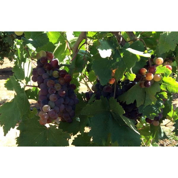 Rose of Peru 1 Field