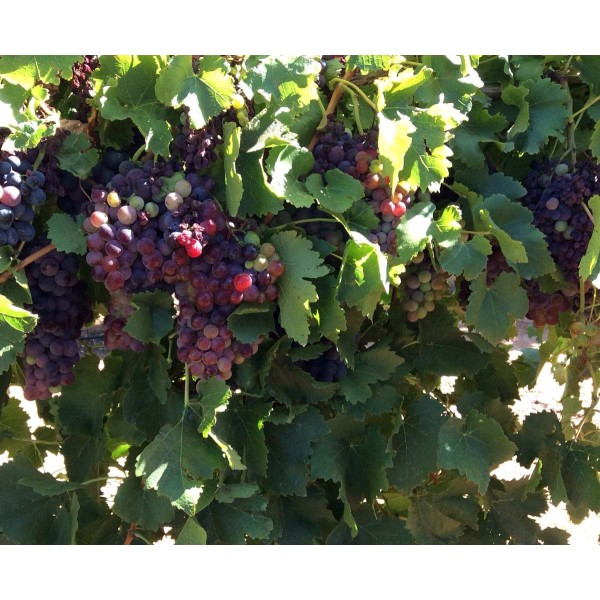 Black Hamburg 1 Field