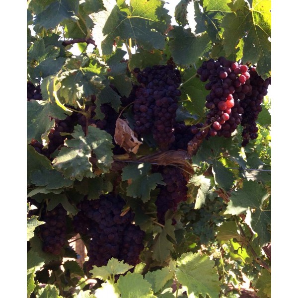 Black Frontignan 1 Field