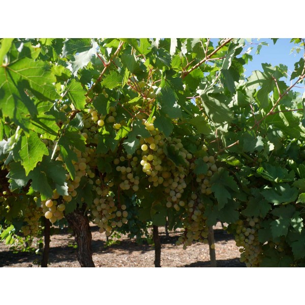 Cegled Szepe Field 1