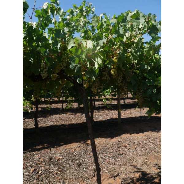 Cegled Szepe Field 2