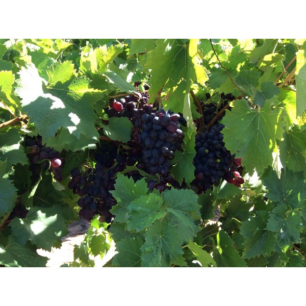 Carolina Blackrose 1 Field