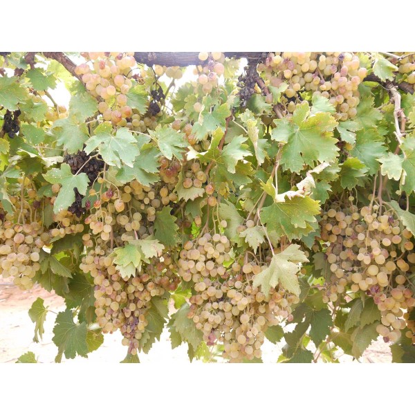 Early Muscat 1 Field