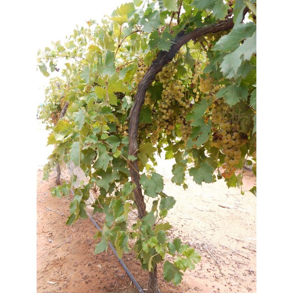 Early Muscat 2 Field