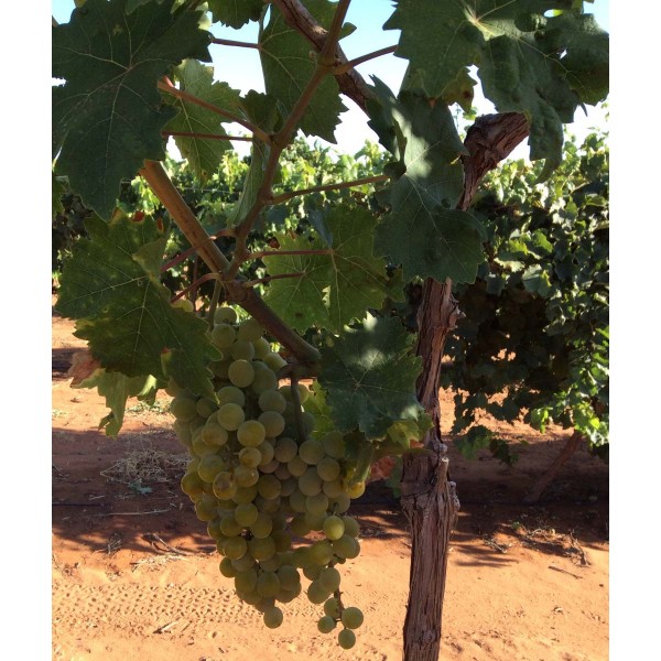 Duchess of Buccleuch