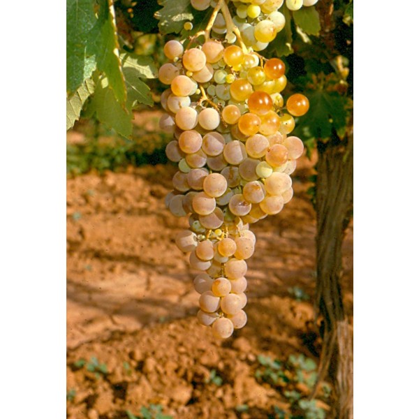 Doradillo Studio Field