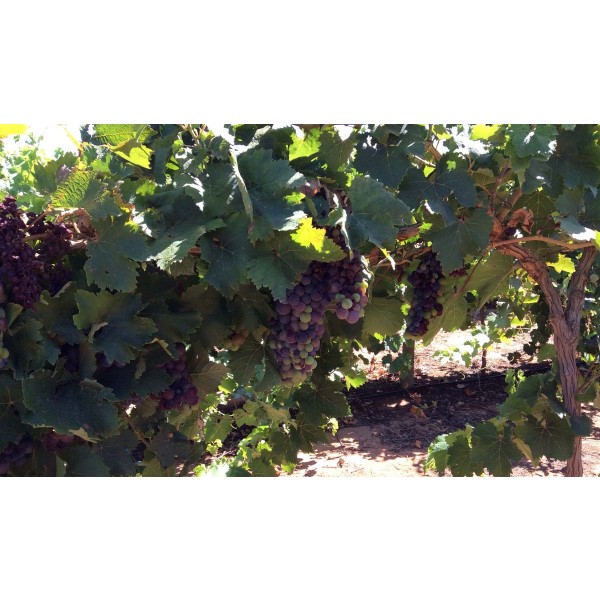 Madresfield Court Muscat 1 Field