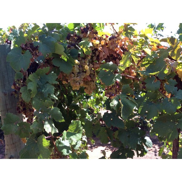 Madeleine Angevine 1 Field