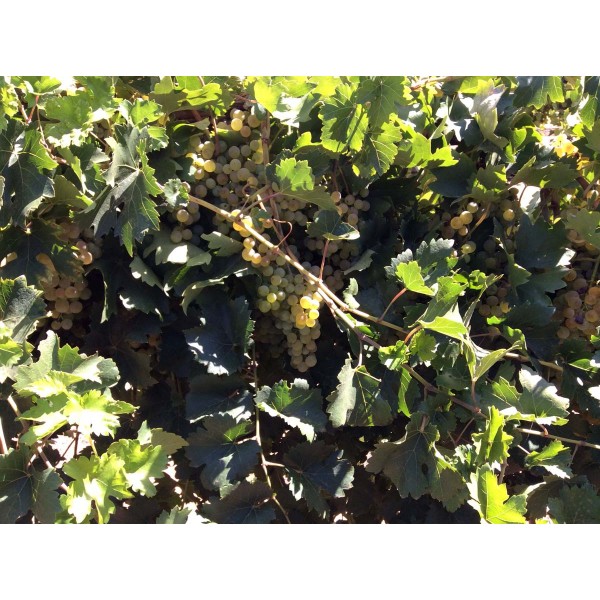 Lakhegyi Mezes 1 Field