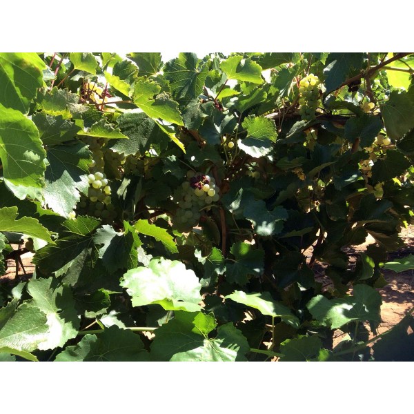 Kiralyleanyka 1 Field