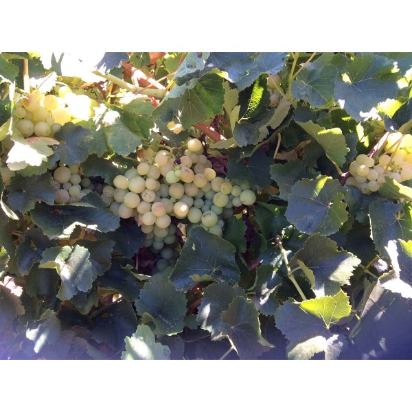 Katta Kourgan 1 Field