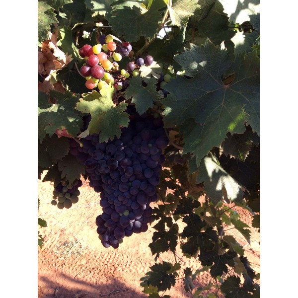 Mrs Pinces Muscat 1 Field