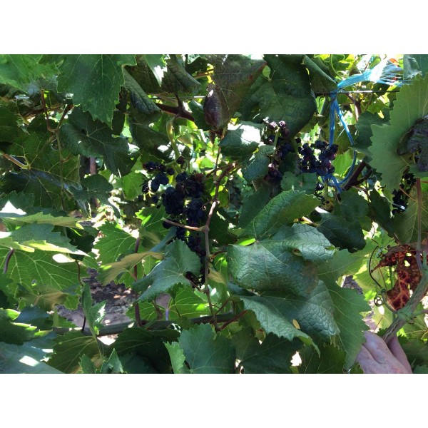 Michurinetes 1 Field