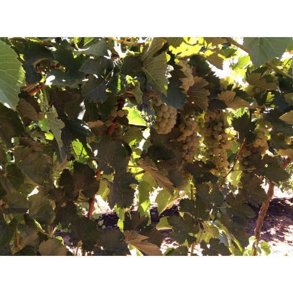 Merlot Blanc 1 Field