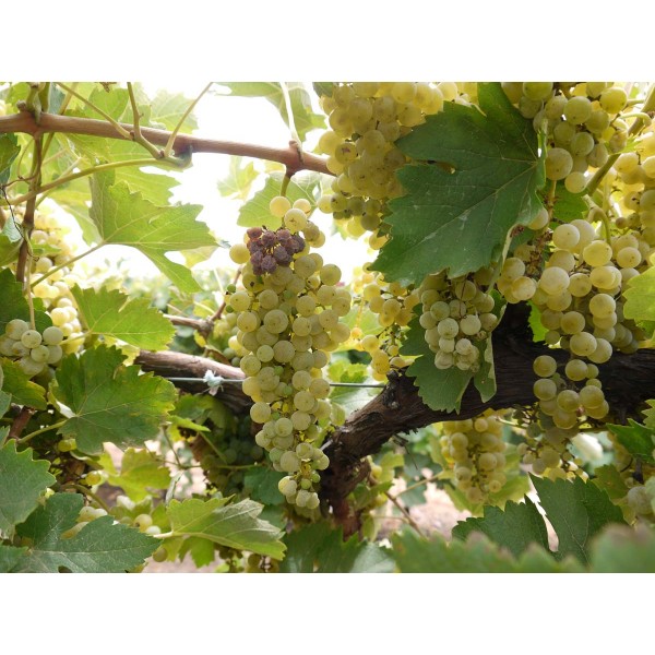 Merlot Blanc 2 Field