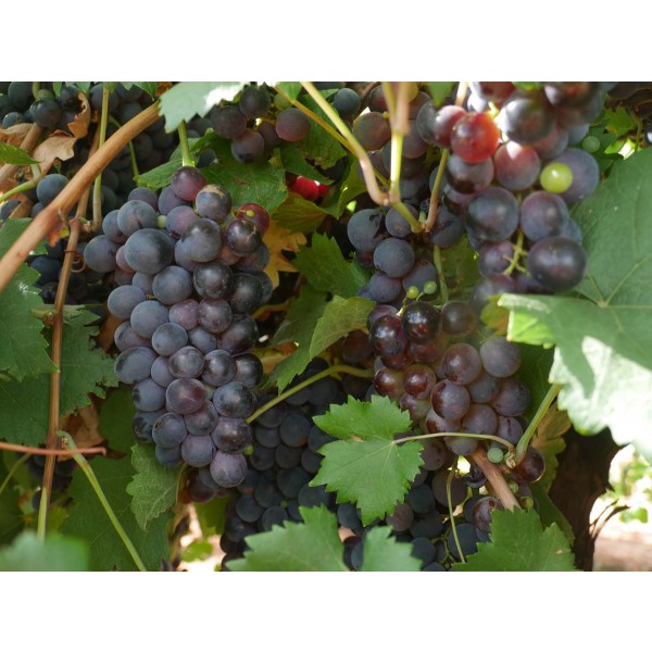 Marocain Noir Field 1