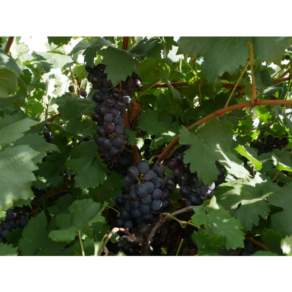 Marocain Noir Field 2