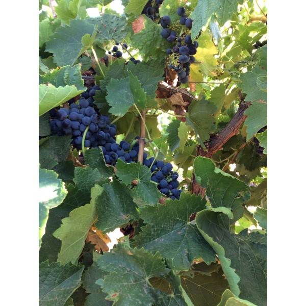 Negru Virtos 1 Field