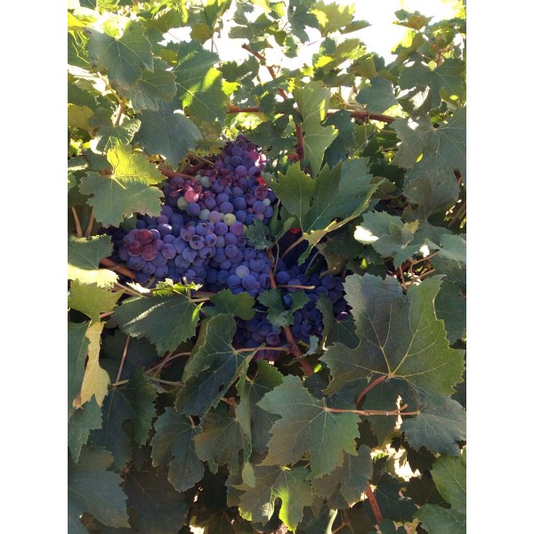 Nebbiolo Lampia 1 Field