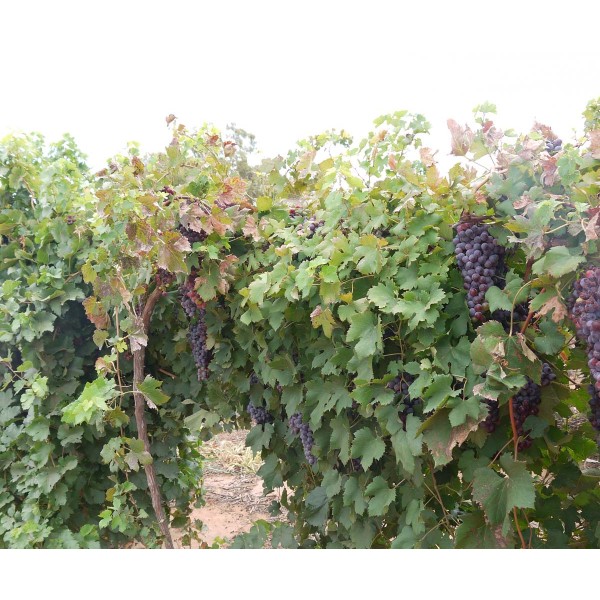 Nebbiolo Lampia 2 Field