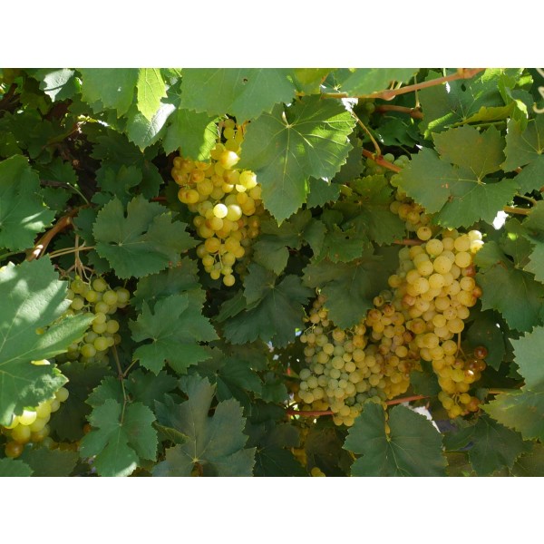 Muscat Oliver Field 1