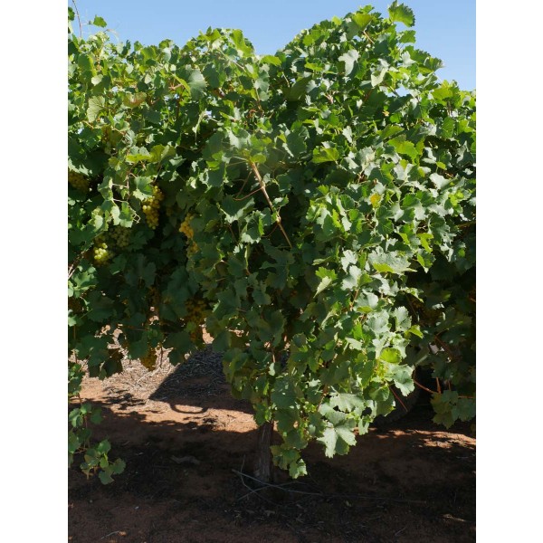 Muscat Oliver Field 2