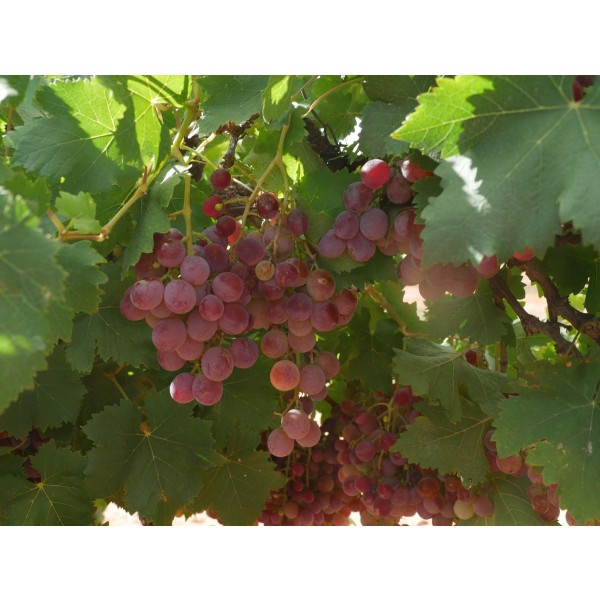 Muscat Flame Field 1