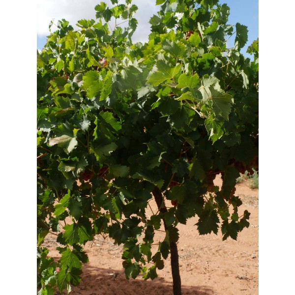 Muscat Flame Field 2