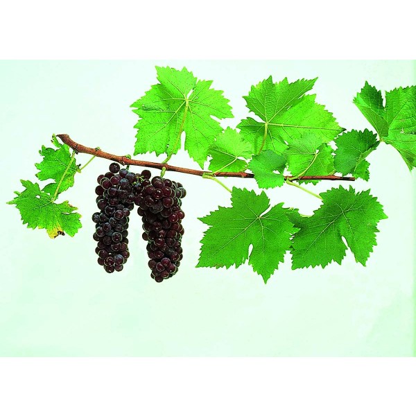 Muscat a petits grand rouge Studio